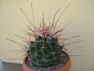 Hamatocactus (Ferocactus) hamatacanthus; replantat
