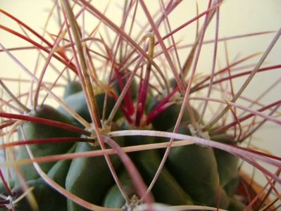 Hamatocactus (Ferocactus) hamatacanthus; replantat
