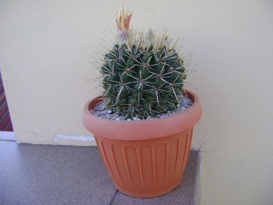 Notocactus mammulosus (Parodia mammulosa)