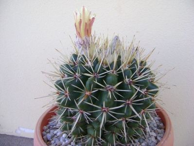 Notocactus mammulosus (Parodia mammulosa)