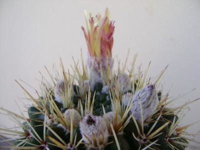 Notocactus mammulosus (Parodia mammulosa)