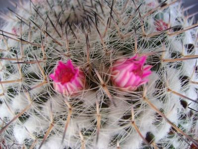 Mammillaria formosa ssp. chionocephala