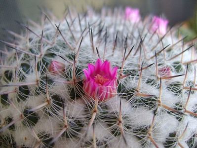 Mammillaria formosa ssp. chionocephala