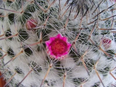 Mammillaria formosa ssp. chionocephala