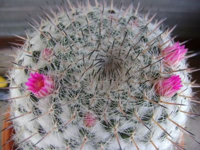 Mammillaria formosa ssp. chionocephala