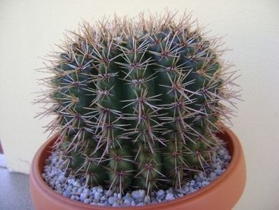 Notocactus bommeljei; replantat
