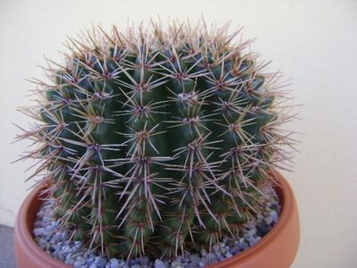 Notocactus bommeljei; replantat
