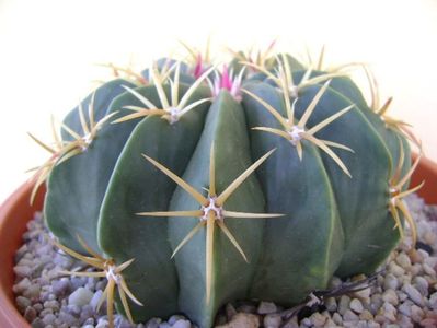 Ferocactus macrodiscus; replantat
