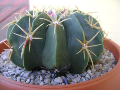 Ferocactus macrodiscus; replantat
