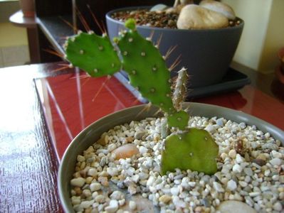 Opuntia sp.