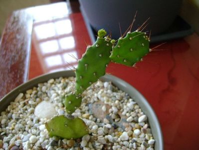 Opuntia sp.