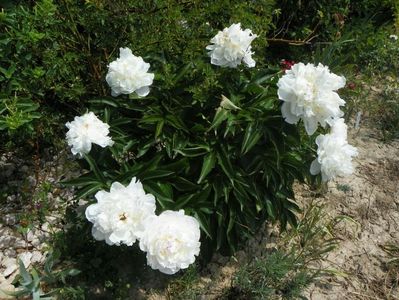 Boule de Neige