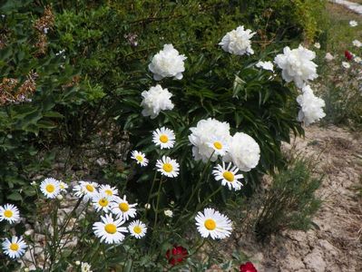 Boule de Neige