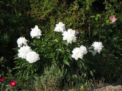 Boule de Neige