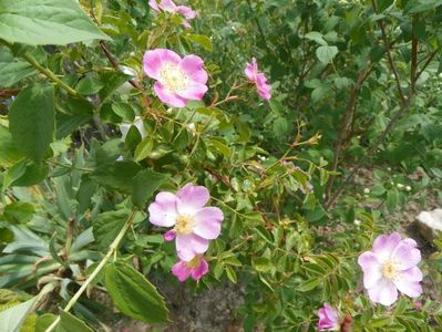 rosa canina