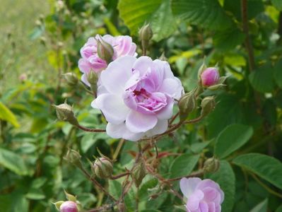 Paul's Himalayan Musk