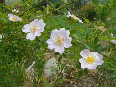 rosa canina