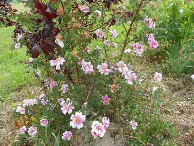 Burnet Irish Marbled