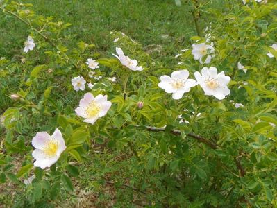 rosa canina