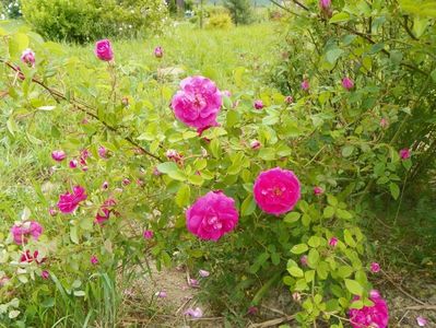 Pompon de Bourgogne