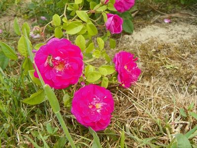 Pompon de Bourgogne