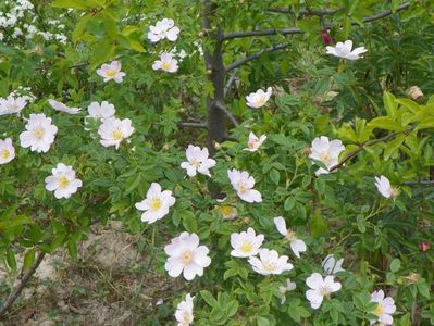 rosa canina