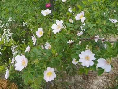 rosa canina