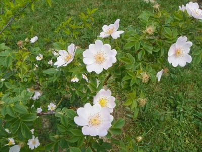 rosa canina