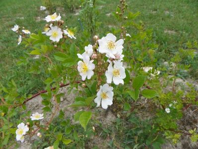 rosa multiflora