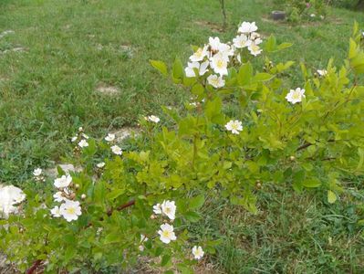 rosa multiflora