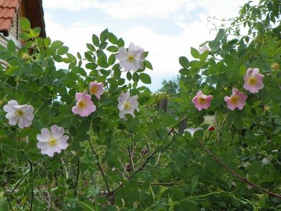 rosa canina