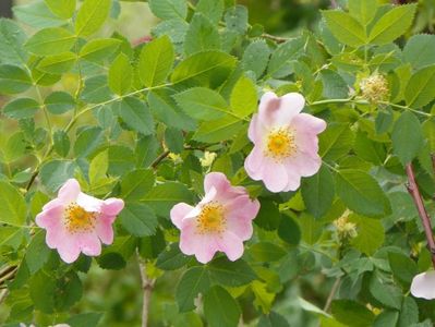 rosa canina