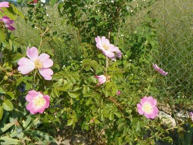 rosa canina