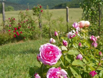 Compte de Chambord