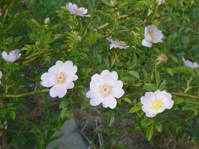 rosa canina