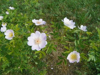 rosa canina