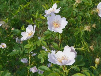 rosa canina