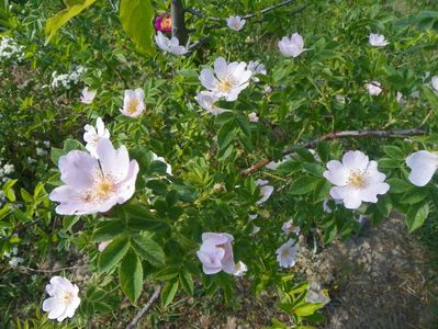 rosa canina