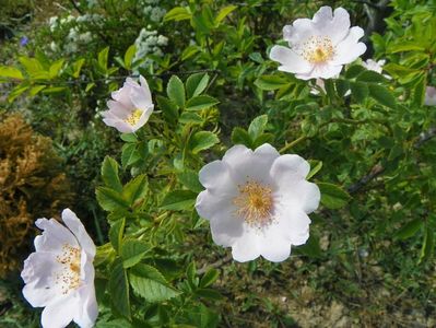 rosa canina