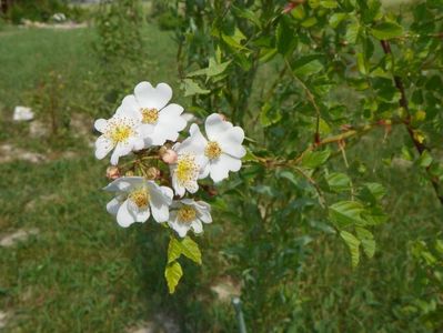 rosa multiflora