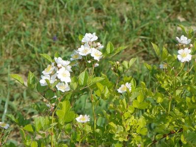 rosa multiflora