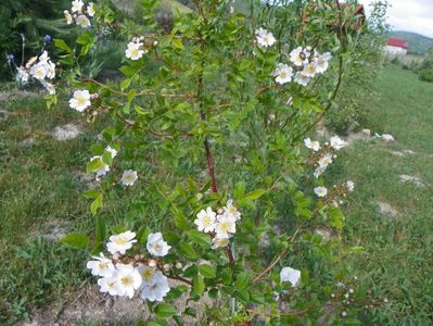 rosa multiflora