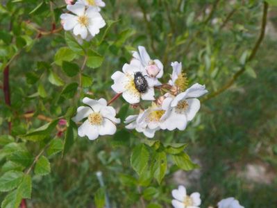 rosa multiflora