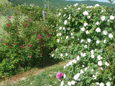 Alba Semiplena si Violacea