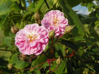 Paul's Himalayan Musk