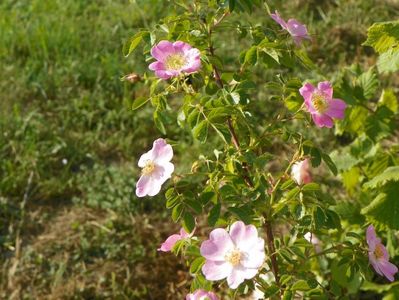 rosa canina