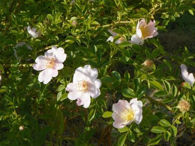 rosa canina