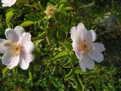 rosa canina