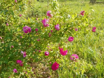 Pompon de Bourgogne