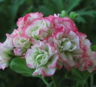Apple Blossum rosebud